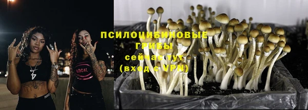 PSILOCYBIN Алзамай